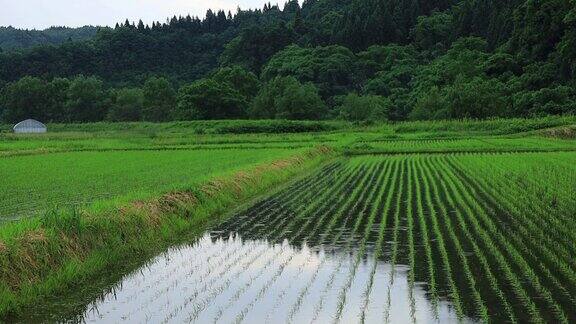 雨点落在稻谷上日本田园风光
