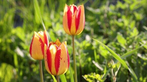 在阳光明媚的春日里公园里一群黄红色郁金香的慢动作