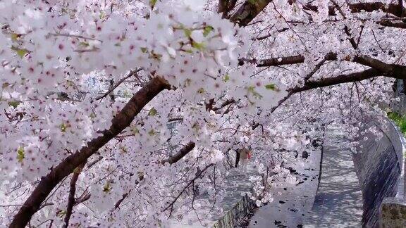 小溪边一排排盛开的樱花树随风摇曳花瓣飘落飘零这是日本春天的典型景象