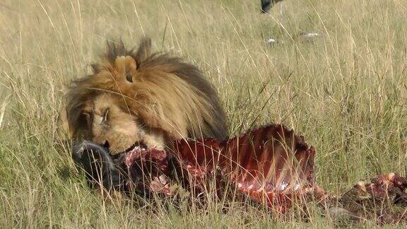 狮子喂养