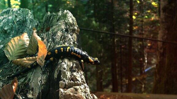 野生森林里的黄斑蝾螈