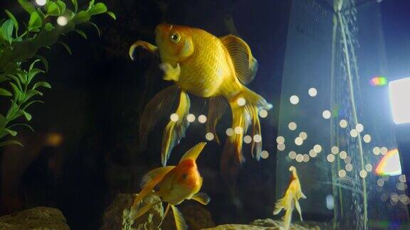 鱼缸里的金鱼鱼在绿藻和石头之间游动