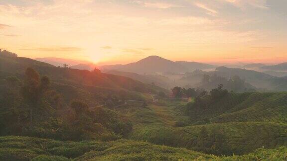 日出时分马来西亚金马伦高地的迷雾茶园