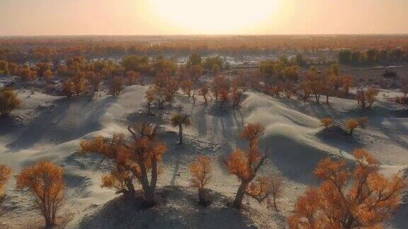 日落时分的沙漠到处都是胡杨林非常奇妙