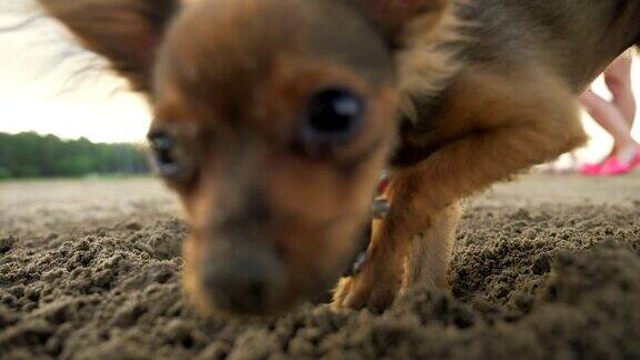 狗在沙中挖洞