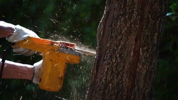 电锯在森林里砍树用来盖房子和做柴火