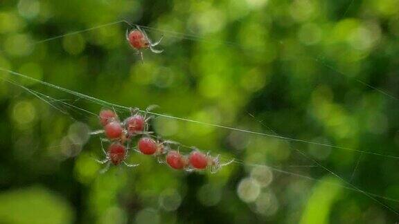 蜘蛛网上的蜘蛛仙女