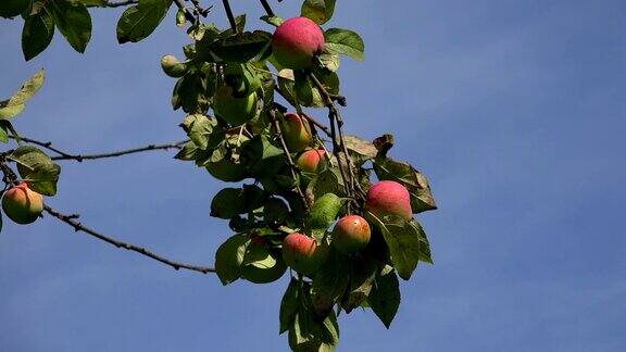 成熟的苹果在苹果树枝上4k