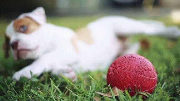 可爱的绿色眼睛的狗躺在草地上玩球