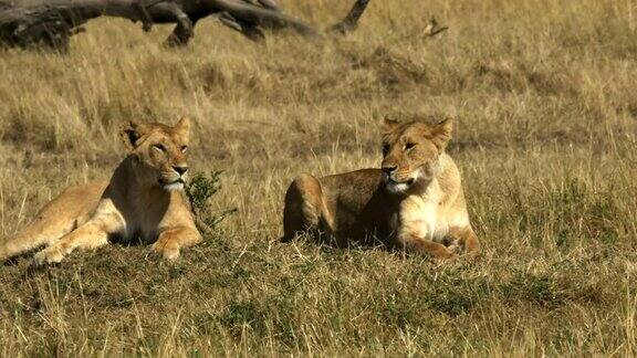 肯尼亚马赛马拉国家公园两头狮子在休息