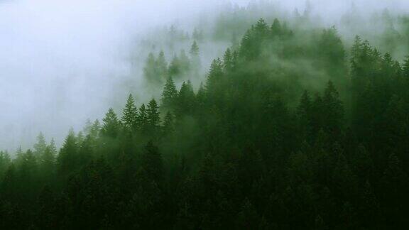 雾山森林