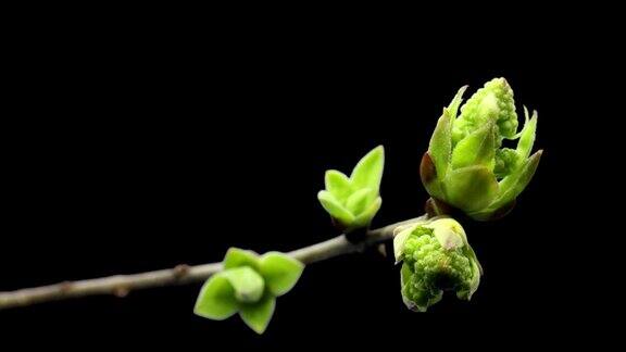 小芽在树枝上萌发萌发过程进化春天的时间流逝杵状雌花孤立在黑色