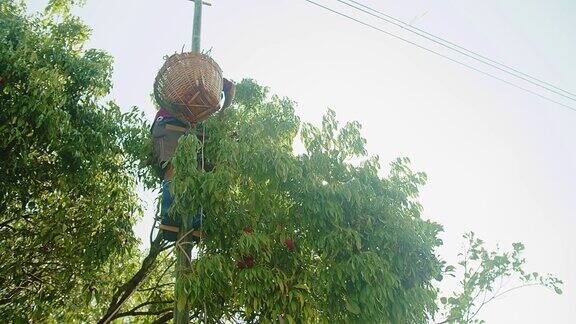 亚洲农民工人在收割新鲜的热带水果成熟的红色荔枝挂在树上与篮子在泰国种植园花园