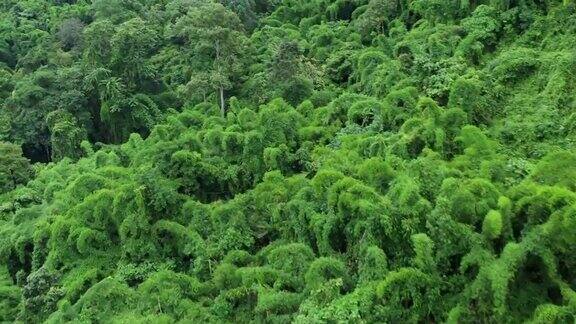 鸟瞰飞行在郁郁葱葱的绿色热带雨林山在雨季在DoiPhuka山保护区国家公园泰国北部南省