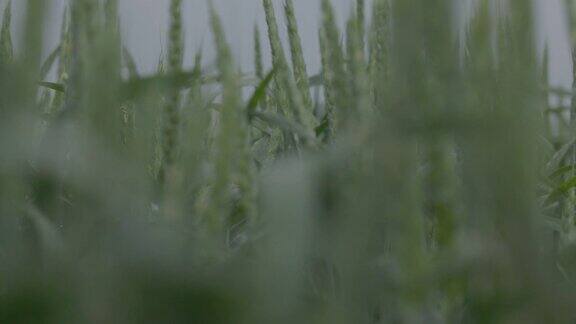 在麦田里麦穗在下雨时特写滴落在麦穗上现代农业慢动作100fps未分级宏视频ProRes422未分级C-LOG310位