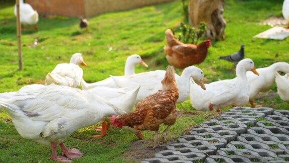 农场里的一群小鸡、鹅和鸭子
