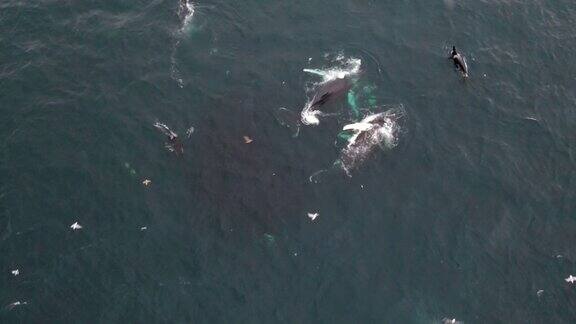 逆戟鲸和座头鲸以鲱鱼-无人机为食
