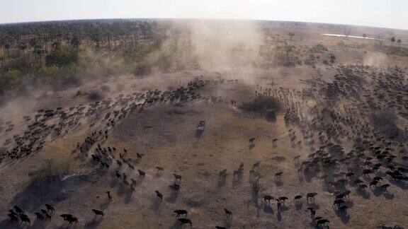 高鸟瞰图的游客在一个4x4越野车观看一个非常大的牛群在奥卡万戈三角洲博茨瓦纳