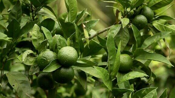 绿色的橘子在树上未成熟的橘子黑山mandari