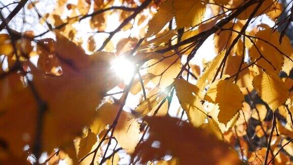 早晨的阳光穿过五彩缤纷的秋叶自然背景与秋天的树叶特写镜头秋天的季节