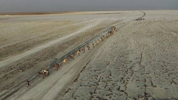 沙漠中的骆驼商队鸟瞰图无人机飞过在沙滩上行走的骆驼埃塞俄比亚达纳基尔洼地运送盐的骆驼商队