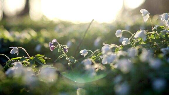 森林的花朵在黎明春天在森林里太阳射线