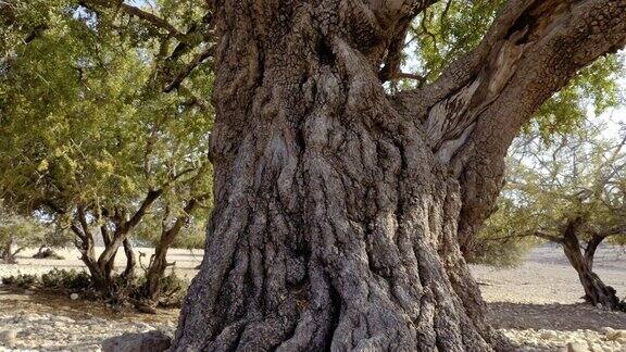 阿甘树树干和树皮向上移动到树的顶部有大的树枝