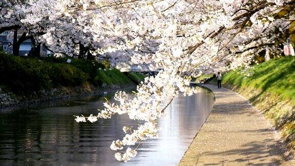 4k樱花树或樱花在富山日本