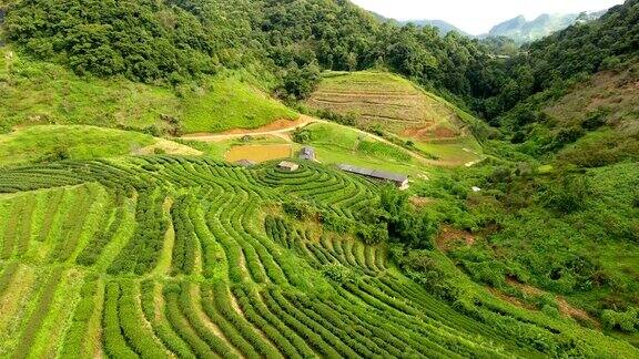 山上茶园梯田鸟瞰图