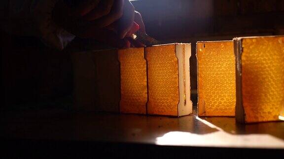 不可辨认的养蜂人的特写镜头检查小蜜蜂木质蜂巢与蜂蜜和蜂胶
