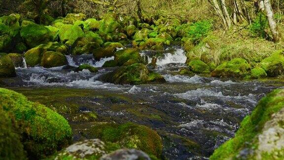 泉水流过岩石顺着河床流过森林