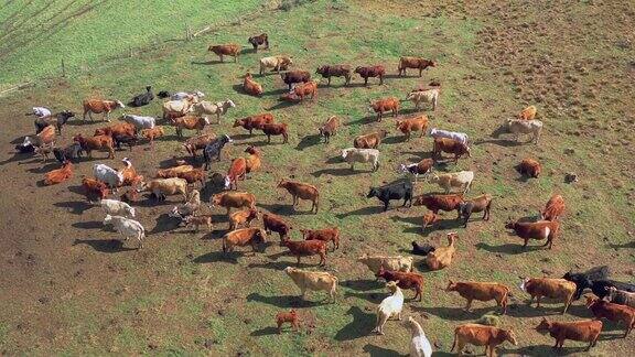 从上到下高空拍摄一群奶牛在美丽的巴西牧场上吃草