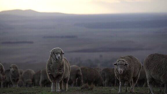 在澳大利亚农场的围场里吃草的绵羊