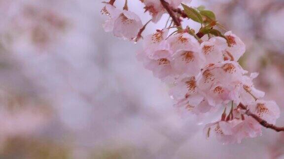 雪中樱桃树在风中摇曳