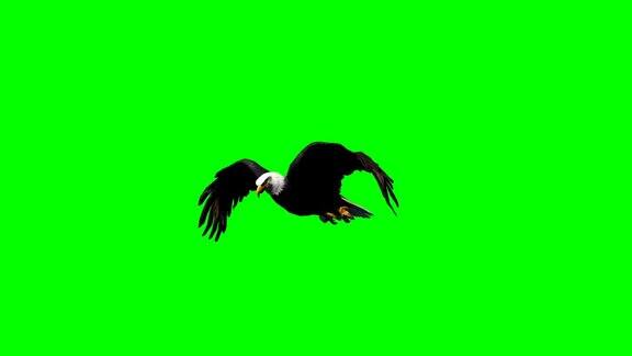 鹰飞-2种不同的视角-绿色屏幕