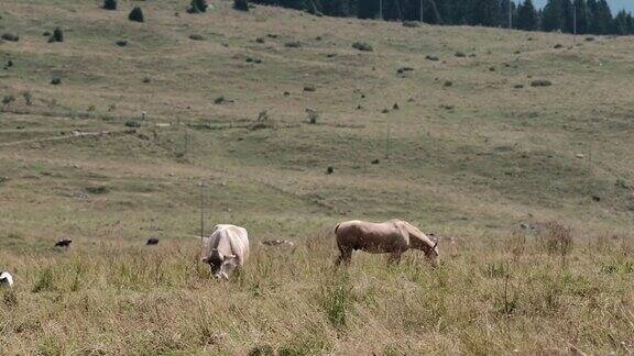 马在田野里吃草