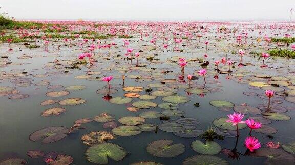 红莲花海