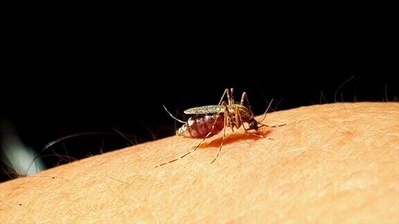 蚊子从人类皮肤上吸血