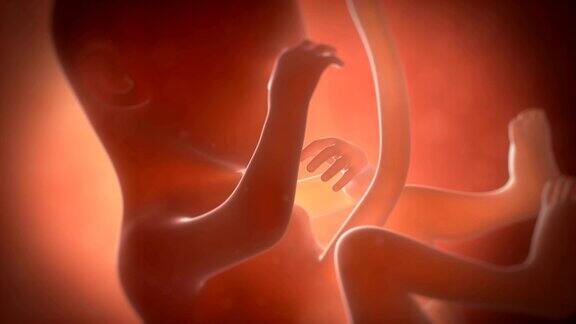 五个月大的胎儿