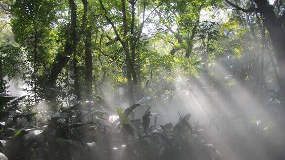 阳光下的热带雨林