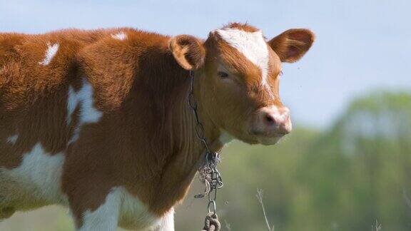 在夏天的一天年轻的小牛在绿色农场牧场上吃草在农田草地上饲养牛