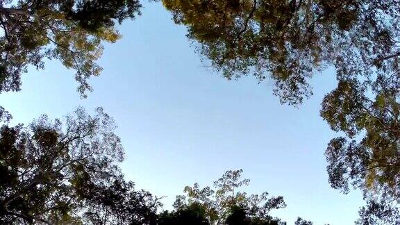 天空穿过丛林稳定器拍摄