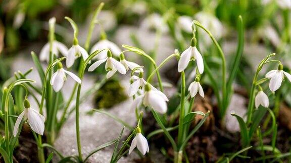 美丽的雪花莲花盛开和雪融化在阳光明媚的一天在春天的森林生长时间流逝