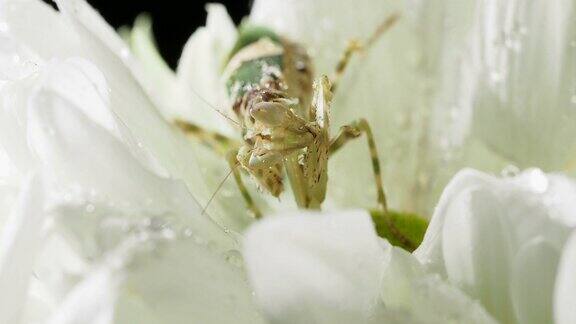螳螂在吃花
