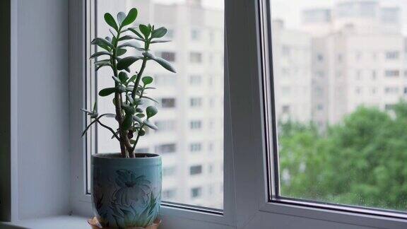 在家里的白色窗台上栽着一棵金钱树
