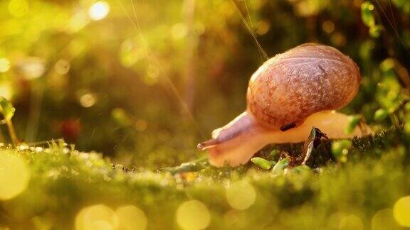 近景野生动物蜗牛在大雨中的日落阳光