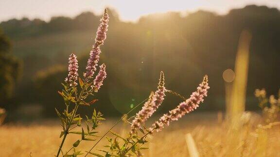 SLOMO早晨的阳光揭示了草地上野花和金色草的惊人特写