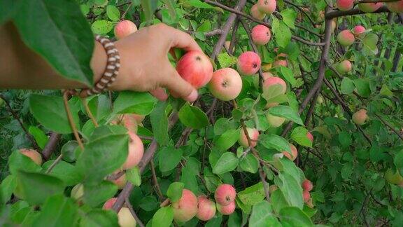 在苹果园里丰收的苹果挂在树枝上有选择性的重点
