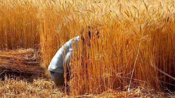 亚洲人用镰刀收割小麦