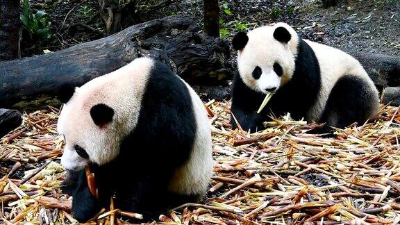 两只大熊猫在吃东西
